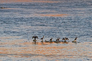 CORMORANS SUR LES ROCHERS DE LA LOIRE AU COUCHER DE SOLEIL, BLOIS, LOIR-ET-CHER (41), FRANCE 