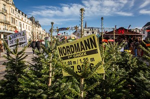 VENTE DE SAPINS DE NOEL, MARCHE DE NOEL, ORLEANS, (45) LOIRET, CENTRE, FRANCE 