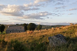 VACHES PRES D'UN BURON DANS L'AUBRAC, NASBINALS, LOZERE, FRANCE 