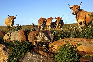 VACHES ET VEAUX DE RACE AUBRAC DANS UN PRE, NASBINALS, LOZERE (48), FRANCE 