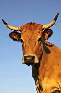 PORTRAIT DE VACHE DE RACE AUBRAC, NASBINALS, LOZERE (48), FRANCE 