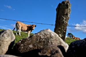 VACHES DE RACE AUBRAC DANS UN PRE, LOZERE, FRANCE 