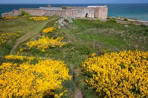 FORT DU CAP LEVI ERIGE AU 19EME SIECLE SOUS NAPOLEON BONAPARTE ET REHABILITE AUJOURD'HUI EN CHAMBRES D'HOTES, PAYSAGE LITTORAL AVEC DES GENETS EN FLEURS, FERMANVILLE, MANCHE (50), FRANCE 