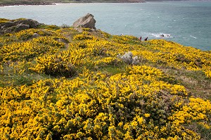 PAYSAGE LITTORAL AVEC DES GENETS JAUNES EN FLEURS, FERMANVILLE, MANCHE (50), FRANCE 