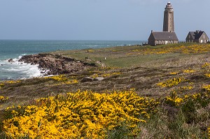 PHARE DU CAP LEVI, PAYSAGE LITTORAL AVEC DES GENETS EN FLEURS, FERMANVILLE, MANCHE (50), FRANCE 