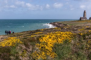 BALADE EN BORD DE MER PRES DU PHARE DU CAP LEVI, PAYSAGE LITTORAL AVEC DES GENETS EN FLEURS, FERMANVILLE, MANCHE (50), FRANCE 