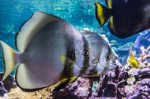 POISSONS CHAUVE-SOURIS, AQUARIUM DE LA CITE DE LA MER, GARE MARITIME TRANSATLANTIQUE, CHERBOURG-OCTEVILLE, MANCHE (50), FRANCE 