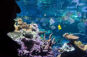 AQUARIUM DE LA CITE DE LA MER, GARE MARITIME TRANSATLANTIQUE, CHERBOURG-OCTEVILLE, MANCHE (50), FRANCE 