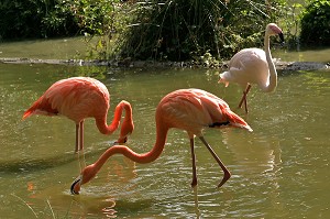 FLAMANTS ROSES, PARC ANIMALIER ET BOTANIQUE DE BRANFERE, MORBIHAN (56), FRANCE 