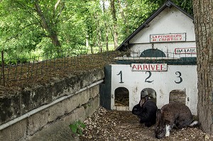 COURSES DE LAPINS DANS LE LAPINODROME, SPECTACLE POUR LES ENFANTS, ANIMATION TOURISTIQUE DU MUSEE DE LA BASSE-COUR AU POTAGER DES PRINCES, CHANTILLY, OISE (60), FRANCE 