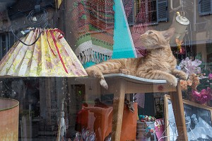 CHAT DANS UN MAGASIN D' ANTIQUITES, PLACE LAVARANDE, SENLIS, OISE (60), FRANCE 