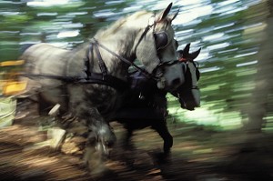 ATTELAGE DE PERCHERONS EN COURSE, ORNE (61), NORMANDIE, FRANCE 