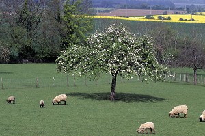 MOUTONS ET POMMIER EN FLEURS, MORTAGNE-AU-PERCHE, ORNE (61), FRANCE 