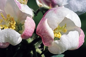 FLEUR DE POMMIER EN GROS PLAN, ORNE (61), NORMANDIE, FRANCE 