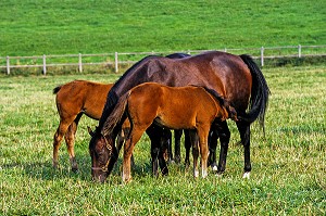 JUMENT ET POULAINS, LES CHEVAUX DANS LA PRAIRIE, HARAS DE LA LOUVIERE, MAHERU, ORNE (61), NORMANDIE, FRANCE 