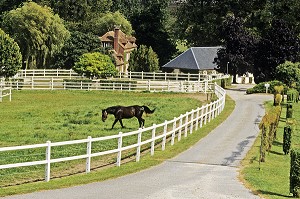 CHEVAL, HARAS DE CHEFFREVILLE, ORNE (61), NORMANDIE, FRANCE 