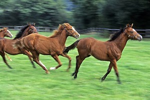 POULAINS QUI COURENT, CHEVAUX DANS LA PRAIRIE, HARAS DE LA LOUVIERE, MAHERU, ORNE (61), NORMANDIE, FRANCE 