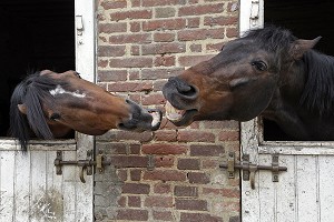 COMBAT D'ETALONS PUR SANG, HARAS NATIONAL DU PIN, NORMANDIE, FRANCE 