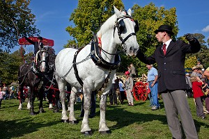CONGRES MONDIAL DU CHEVAL PERCHERON, NORMANDIE, FRANCE 