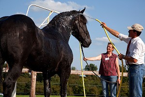 CONGRES MONDIAL DU CHEVAL PERCHERON, NORMANDIE, FRANCE 