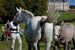 CONGRES MONDIAL DU CHEVAL PERCHERON, NORMANDIE, FRANCE 