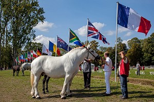 PRESENTATION DES CHEVAUX DEVANT LES DRAPEAUX POUR LE CONCOURS, 15EME CONGRES MONDIAL DU CHEVAL PERCHERON, DU 23 AU 25 SEPTEMBRE 2011, HARAS DU PIN, LE PIN-AU-HARAS, ORNE (61), NORMANDIE, FRANCE 