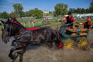 CONCOURS DE TREK AVEC DES CHEVAUX PERCHERONS ATTELES, 15EME CONGRES MONDIAL DU CHEVAL PERCHERON, DU 23 AU 25 SEPTEMBRE 2011, HARAS DU PIN, LE PIN-AU-HARAS, ORNE (61), NORMANDIE, FRANCE 