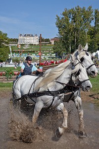 CONGRES MONDIAL DU CHEVAL PERCHERON, NORMANDIE, FRANCE 