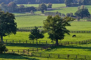 CHEVAUX DANS LES PRES DES HARAS, NONANT-LE-PIN, ORNE (61), NORMANDIE, FRANCE 