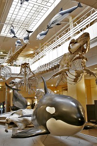 GALERIE DES CETACES, MUSEE DE LA MER DE BIARRITZ, PAYS BASQUE, COTE BASQUE, BIARRITZ, PYRENEES ATLANTIQUES, (64), FRANCE 