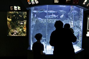 AQUARIUMS, FAUNES ET FLORE DU GOLFE DE GASCOGNE, MUSEE DE LA MER DE BIARRITZ, PAYS BASQUE, COTE BASQUE, BIARRITZ, PYRENEES ATLANTIQUES, (64), FRANCE 