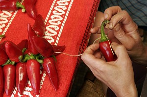 TRESSAGE DE CORDES DE PIMENTS D'ESPELETTE, ESPELETTE, PYRENEES ATLANTIQUES, (64), FRANCE PAYS BASQUE, COTE BASQUE 