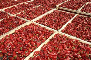 SECHAGE PIMENTS D'ESPELLETTE, ESPELETTE, PAYS BASQUE, COTE BASQUE, PYRENEES-ATLANTIQUE (64), FRANCE 