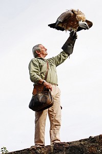 VOLERIE DES AIGLES DE KINTZHEIM, KINTZHEIM, BAS RHIN (67), ALSACE, FRANCE, EUROPE 