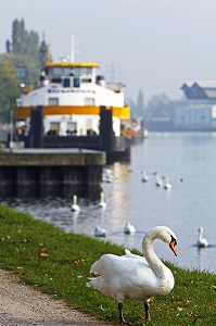 CYGNES, NAVISCOPE ALSACE, MUSEE DU RHIN ET DE LA NAVIGATION, QUAI DES BELGES, STRASBOURG, BAS RHIN (67), ALSACE, FRANCE, EUROPE 