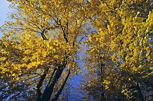 PARC MONTSOURIS, 13 EME ARRONDISSEMENT, PARIS (75), FRANCE 