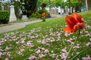 TULIPE ISOLEE SUR UNE PELOUSE DU CIMETIERE DU PERE-LACHAISE, PARIS 20 EME ARRONDISSEMENT, FRANCE 