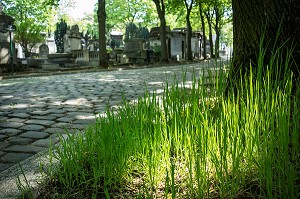 AMBIANCE DES ALLEES DU CIMETIERE DU PERE-LACHAISE, PARIS 20 EME ARRONDISSEMENT, FRANCE 