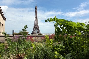 JARDIN POTAGER AVEC VUE SUR LA TOUR EIFFEL, TERRASSE DES TOITS DE LA CITE DE L'ARCHITECTURE ET DU PATRIMOINE, PALAIS DE CHAILLOT, 16 EME ARRONDISSEMENT, PARIS (75), FRANCE 