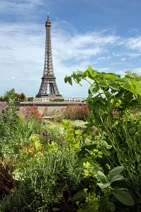 JARDIN POTAGER AVEC VUE SUR LA TOUR EIFFEL, TERRASSE DES TOITS DE LA CITE DE L'ARCHITECTURE ET DU PATRIMOINE, PALAIS DE CHAILLOT, 16 EME ARRONDISSEMENT, PARIS (75), FRANCE 