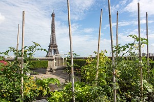 JARDIN POTAGER AVEC VUE SUR LA TOUR EIFFEL, TERRASSE DES TOITS DE LA CITE DE L'ARCHITECTURE ET DU PATRIMOINE, PALAIS DE CHAILLOT, 16 EME ARRONDISSEMENT, PARIS (75), FRANCE 