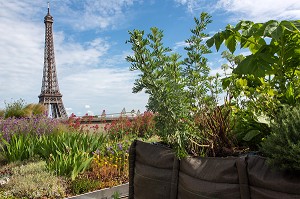 JARDIN POTAGER AVEC VUE SUR LA TOUR EIFFEL, TERRASSE DES TOITS DE LA CITE DE L'ARCHITECTURE ET DU PATRIMOINE, PALAIS DE CHAILLOT, 16 EME ARRONDISSEMENT, PARIS (75), FRANCE 