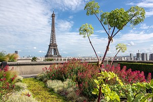 JARDIN POTAGER AVEC VUE SUR LA TOUR EIFFEL, TERRASSE DES TOITS DE LA CITE DE L'ARCHITECTURE ET DU PATRIMOINE, PALAIS DE CHAILLOT, 16 EME ARRONDISSEMENT, PARIS (75), FRANCE 