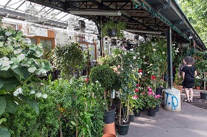 MARCHE AUX FLEURS ET AUX OISEAUX, ALLEE CELESTIN HENNION, ILE DE LA CITE, PARIS (75), FRANCE 