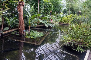 JARDIN TROPICAL DE LA GRANDE SERRE, JARDIN BOTANIQUE DES SERRES D'AUTEUIL, CONSTRUIT 1898 PAR L'ARCHITECTE JEAN-CAMILLE FORMIGE, PARIS 
