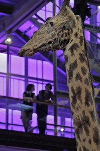 GRANDE GALERIE DE L'EVOLUTION, MUSEUM NATIONAL D'HISTOIRE NATURELLE, JARDIN DES PLANTES, VEME ARRONDISSEMENT, PARIS (75), ILE-DE-FRANCE, FRANCE 