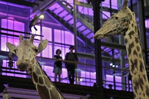 GRANDE GALERIE DE L'EVOLUTION, MUSEUM NATIONAL D'HISTOIRE NATURELLE, JARDIN DES PLANTES, VEME ARRONDISSEMENT, PARIS (75), ILE-DE-FRANCE, FRANCE 
