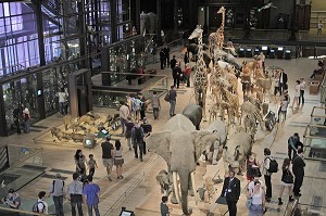 GRANDE GALERIE DE L'EVOLUTION, MUSEUM NATIONAL D'HISTOIRE NATURELLE, JARDIN DES PLANTES, VEME ARRONDISSEMENT, PARIS (75), ILE-DE-FRANCE, FRANCE 