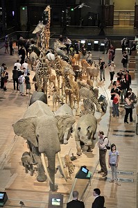 GRANDE GALERIE DE L'EVOLUTION, MUSEUM NATIONAL D'HISTOIRE NATURELLE, JARDIN DES PLANTES, VEME ARRONDISSEMENT, PARIS (75), ILE-DE-FRANCE, FRANCE 