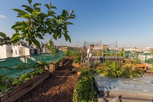 NICOLAS BEL, INGENIEUR, EXPERIMENTATION DE JARDIN SUR LE TOIT, ECOLE AGROPARISTECH, 5EME ARRONDISSEMENT, PARIS (75), FRANCE 